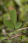 Downy milkpea